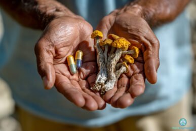 Mains ouvertes tenant des champignons psilocybe séchés et des gélules, illustrant les deux approches des thérapies psychédéliques : naturelle et pharmaceutique